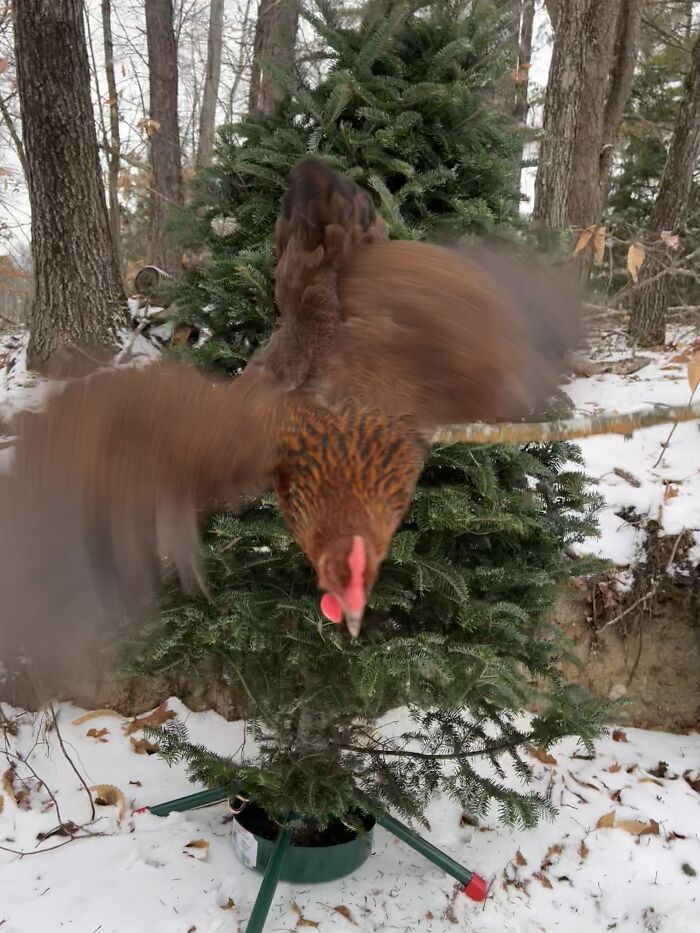 Hey Pandas, Post The Funniest And Most Unhinged Photos Of Your Pet Hey Pandas, Post The Funniest And Most Unhinged Photos Of Your Pet