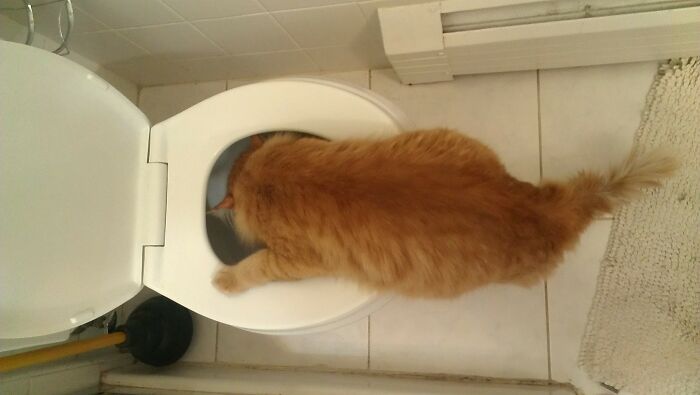 Hey Pandas, Post The Funniest And Most Unhinged Photos Of Your Pet Hey Pandas, Post The Funniest And Most Unhinged Photos Of Your Pet