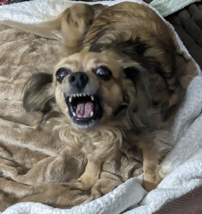 Hey Pandas, Post The Funniest And Most Unhinged Photos Of Your Pet Hey Pandas, Post The Funniest And Most Unhinged Photos Of Your Pet