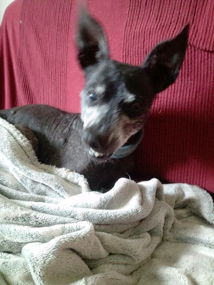 Hey Pandas, Post The Funniest And Most Unhinged Photos Of Your Pet Hey Pandas, Post The Funniest And Most Unhinged Photos Of Your Pet