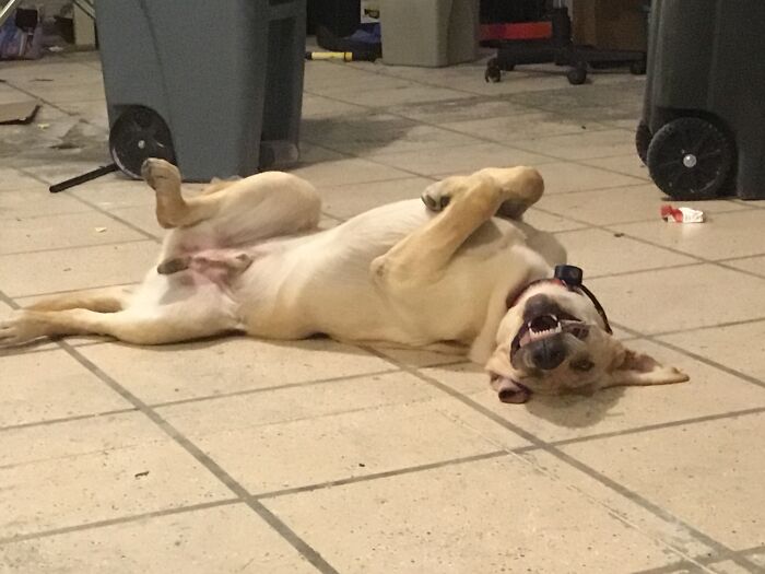 Hey Pandas, Post The Funniest And Most Unhinged Photos Of Your Pet Hey Pandas, Post The Funniest And Most Unhinged Photos Of Your Pet