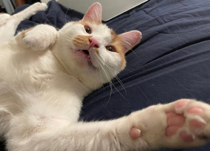 Hey Pandas, Post The Funniest And Most Unhinged Photos Of Your Pet Hey Pandas, Post The Funniest And Most Unhinged Photos Of Your Pet