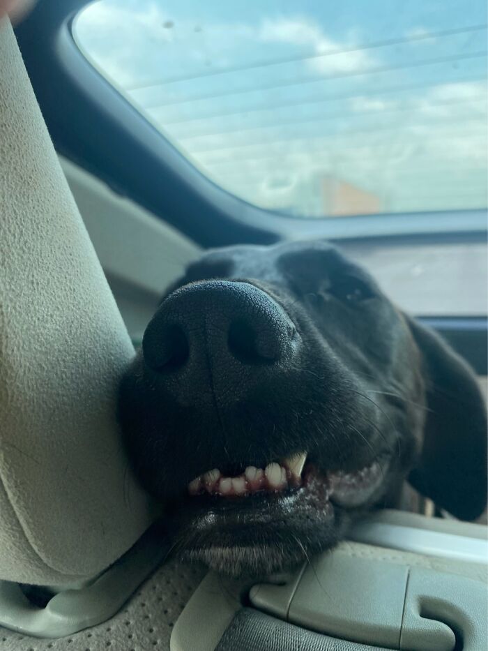 Hey Pandas, Post The Funniest And Most Unhinged Photos Of Your Pet Hey Pandas, Post The Funniest And Most Unhinged Photos Of Your Pet