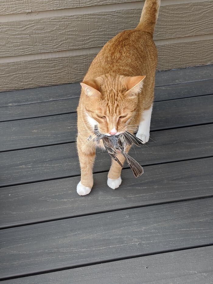 Hey Pandas, Post The Funniest And Most Unhinged Photos Of Your Pet Hey Pandas, Post The Funniest And Most Unhinged Photos Of Your Pet