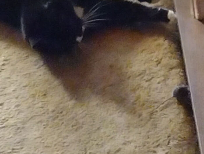 Hey Pandas, Post The Funniest And Most Unhinged Photos Of Your Pet Hey Pandas, Post The Funniest And Most Unhinged Photos Of Your Pet