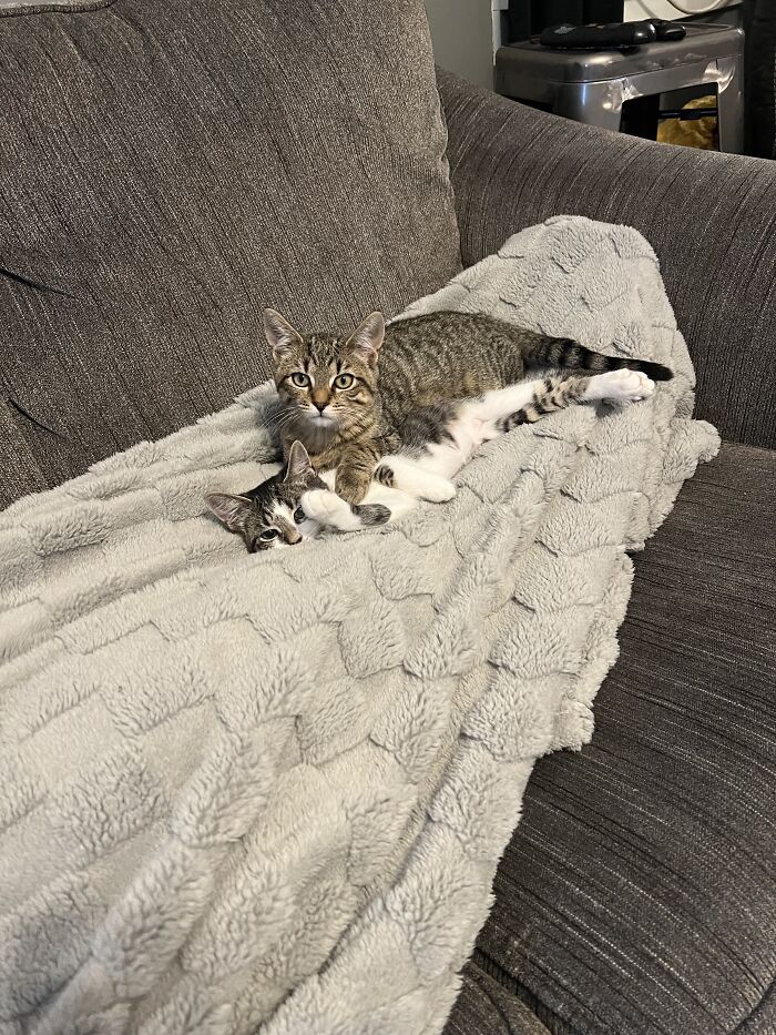 Hey Pandas, Post The Funniest And Most Unhinged Photos Of Your Pet Hey Pandas, Post The Funniest And Most Unhinged Photos Of Your Pet