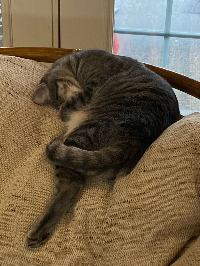 Hey Pandas, Post The Funniest And Most Unhinged Photos Of Your Pet Hey Pandas, Post The Funniest And Most Unhinged Photos Of Your Pet