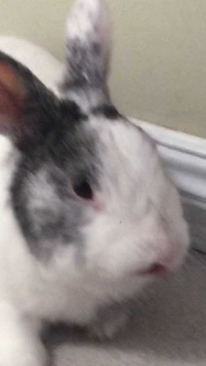 Hey Pandas, Post The Funniest And Most Unhinged Photos Of Your Pet Hey Pandas, Post The Funniest And Most Unhinged Photos Of Your Pet