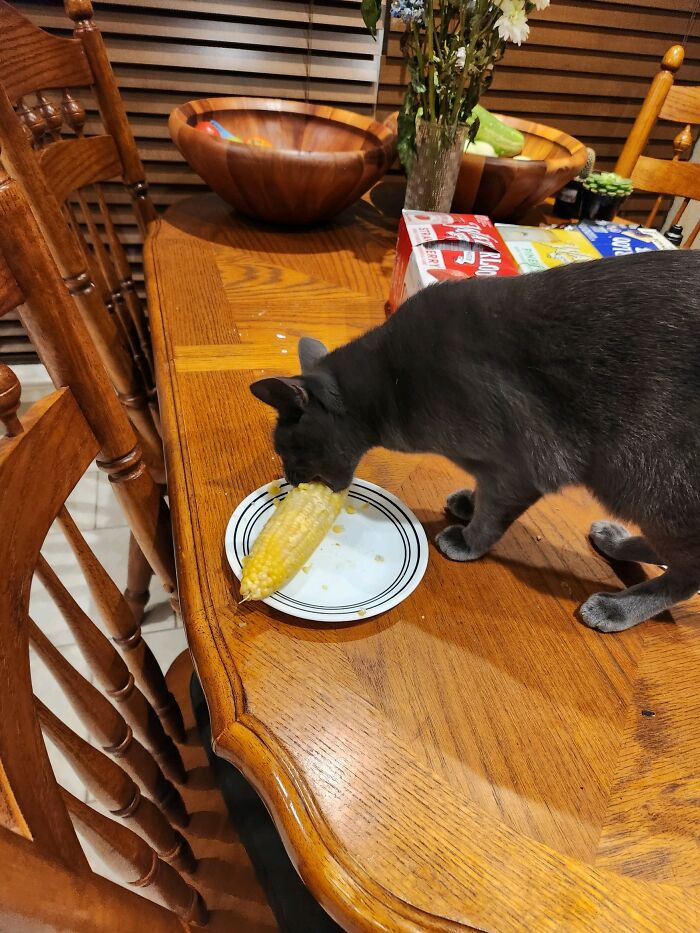 Hey Pandas, Post The Funniest And Most Unhinged Photos Of Your Pet Hey Pandas, Post The Funniest And Most Unhinged Photos Of Your Pet