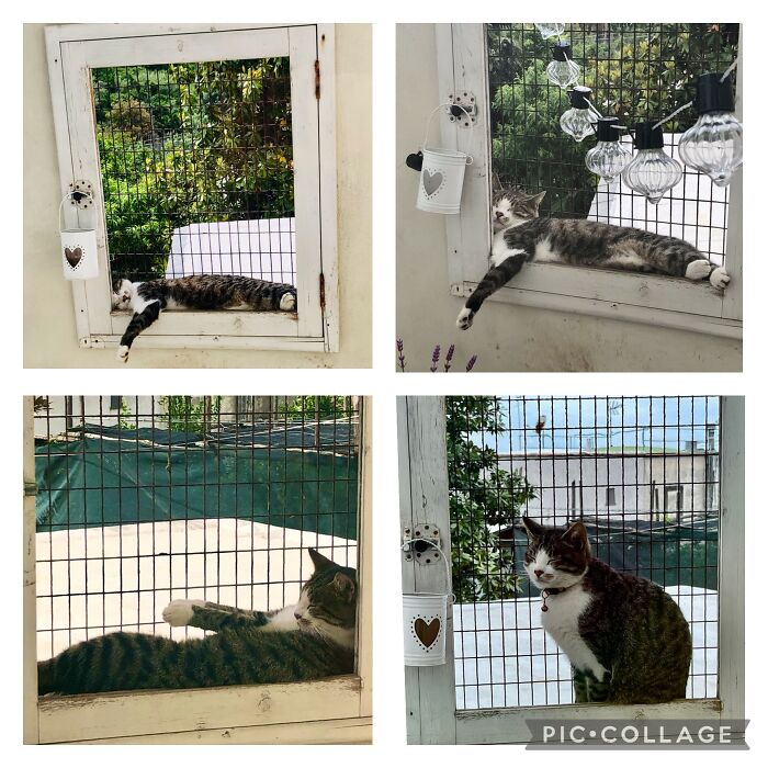 Hey Pandas, Post The Funniest And Most Unhinged Photos Of Your Pet Hey Pandas, Post The Funniest And Most Unhinged Photos Of Your Pet