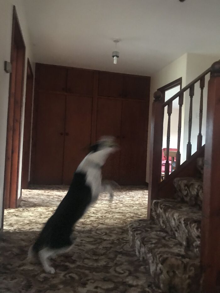 Hey Pandas, Post The Funniest And Most Unhinged Photos Of Your Pet Hey Pandas, Post The Funniest And Most Unhinged Photos Of Your Pet