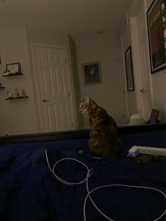 Hey Pandas, Post The Funniest And Most Unhinged Photos Of Your Pet Hey Pandas, Post The Funniest And Most Unhinged Photos Of Your Pet