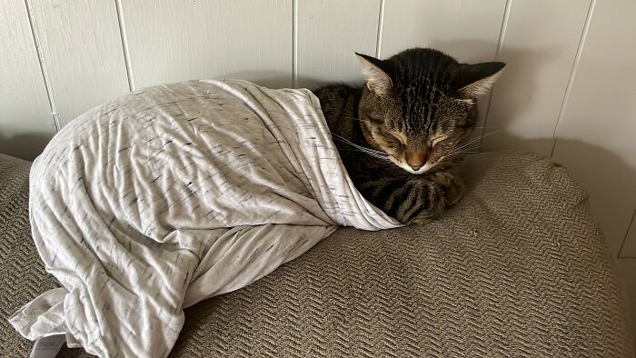 Hey Pandas, Post The Funniest And Most Unhinged Photos Of Your Pet Hey Pandas, Post The Funniest And Most Unhinged Photos Of Your Pet