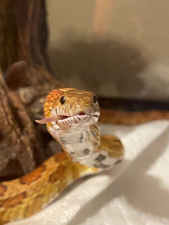 Hey Pandas, Post The Funniest And Most Unhinged Photos Of Your Pet Hey Pandas, Post The Funniest And Most Unhinged Photos Of Your Pet