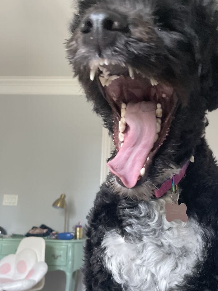 Hey Pandas, Post The Funniest And Most Unhinged Photos Of Your Pet Hey Pandas, Post The Funniest And Most Unhinged Photos Of Your Pet