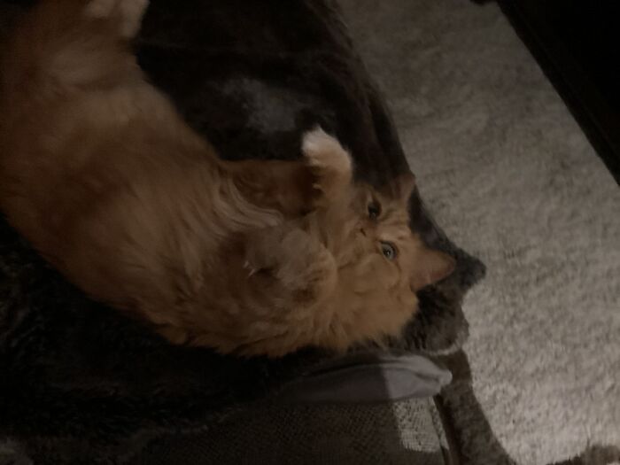 Hey Pandas, Post The Funniest And Most Unhinged Photos Of Your Pet Hey Pandas, Post The Funniest And Most Unhinged Photos Of Your Pet