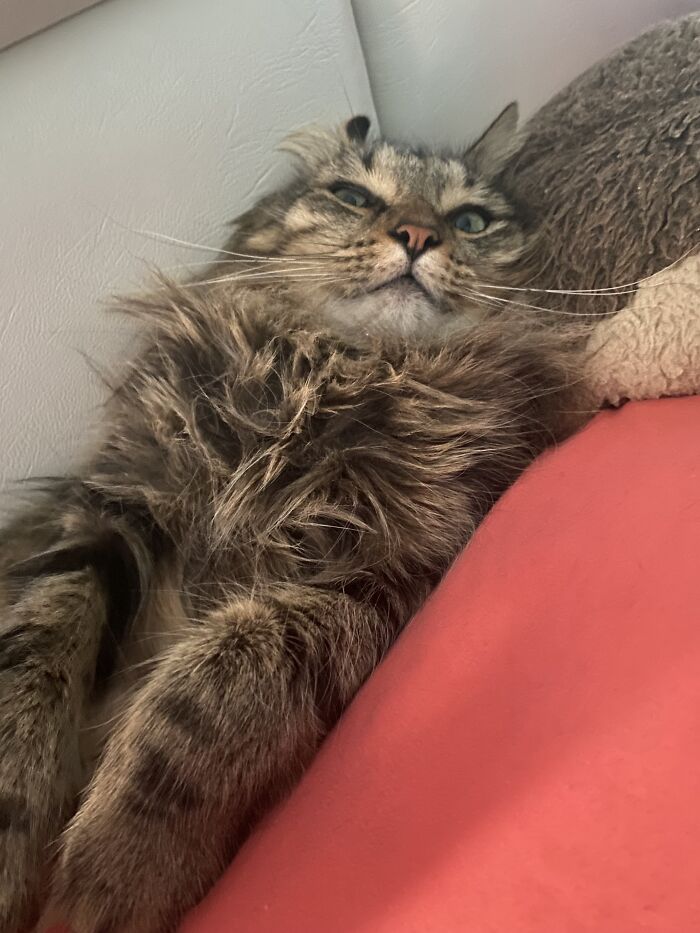 Hey Pandas, Post The Funniest And Most Unhinged Photos Of Your Pet Hey Pandas, Post The Funniest And Most Unhinged Photos Of Your Pet