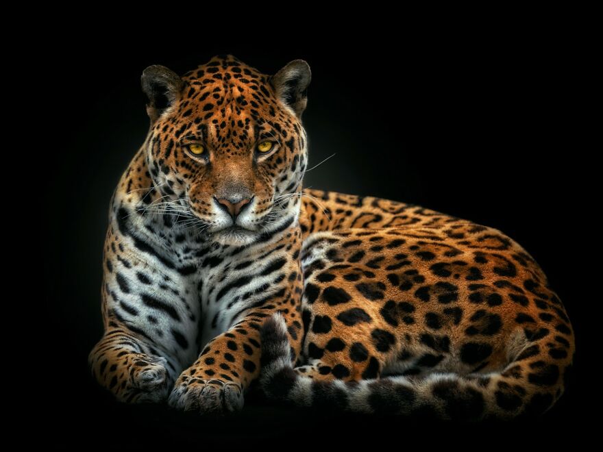 Wild Animal Photography: 50 Intimate Portraits By This Photographer (New Pics) Wild Animal Photography: 50 Intimate Portraits By This Photographer (New Pics)