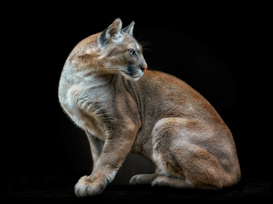 Wild Animal Photography: 50 Intimate Portraits By This Photographer (New Pics) Wild Animal Photography: 50 Intimate Portraits By This Photographer (New Pics)