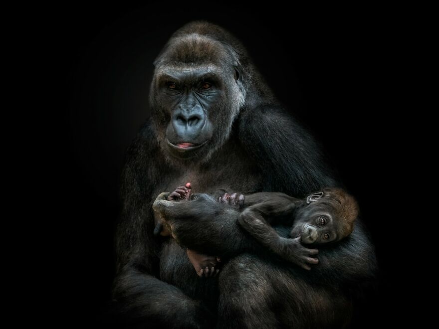 Wild Animal Photography: 50 Intimate Portraits By This Photographer (New Pics) Wild Animal Photography: 50 Intimate Portraits By This Photographer (New Pics)