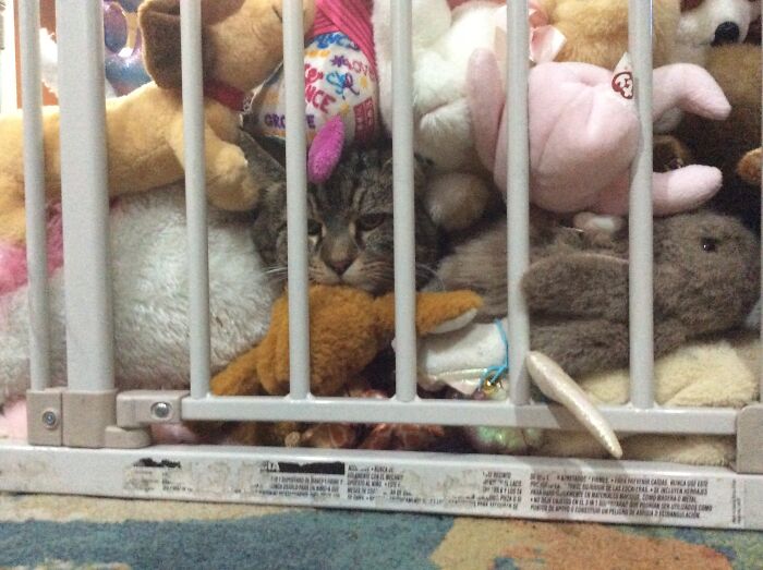 Hey Pandas, Post A Picture Of Your Pet Cuddling With A Plushie (Closed) Hey Pandas, Post A Picture Of Your Pet Cuddling With A Plushie (Closed)