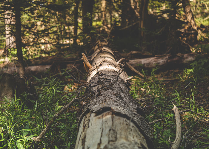 “What Is A True Fact That Sounds 100% Fake?”: 50 Interesting Facts “What Is A True Fact That Sounds 100% Fake?”: 50 Interesting Facts