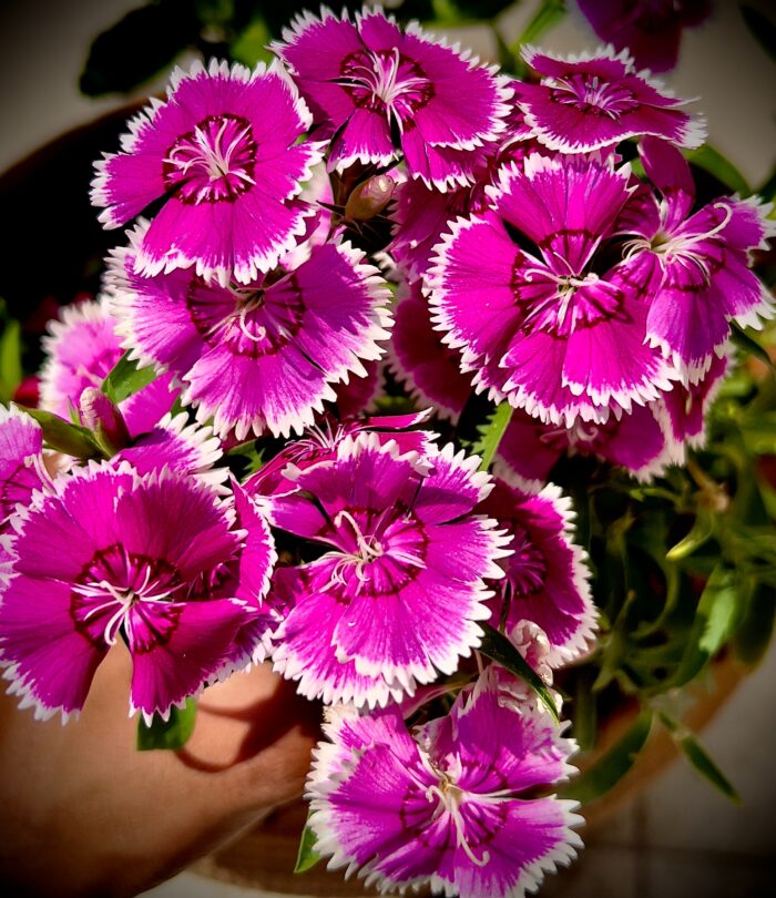 Learn To Grow And Maintain Your Own Dianthus Plant At Your Home Learn To Grow And Maintain Your Own Dianthus Plant At Your Home