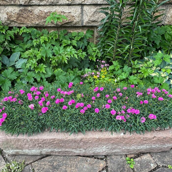 Learn To Grow And Maintain Your Own Dianthus Plant At Your Home