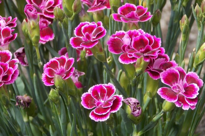 Learn To Grow And Maintain Your Own Dianthus Plant At Your Home