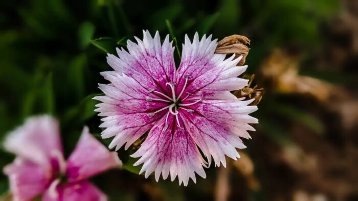 Learn To Grow And Maintain Your Own Dianthus Plant At Your Home Learn To Grow And Maintain Your Own Dianthus Plant At Your Home