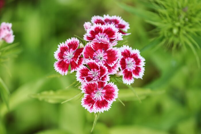 Learn To Grow And Maintain Your Own Dianthus Plant At Your Home