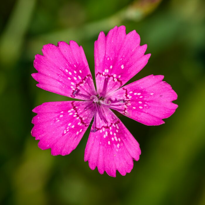 Learn To Grow And Maintain Your Own Dianthus Plant At Your Home