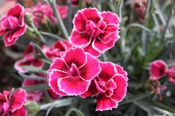 Learn To Grow And Maintain Your Own Dianthus Plant At Your Home Learn To Grow And Maintain Your Own Dianthus Plant At Your Home