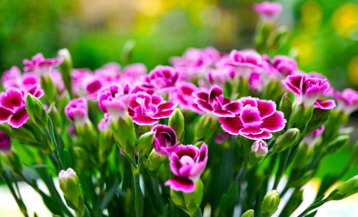 Learn To Grow And Maintain Your Own Dianthus Plant At Your Home