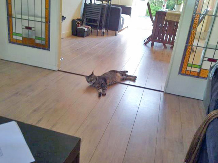 50 Cute Pets That Tried Paw And Tail To Escape Summer Heat 50 Cute Pets That Tried Paw And Tail To Escape Summer Heat