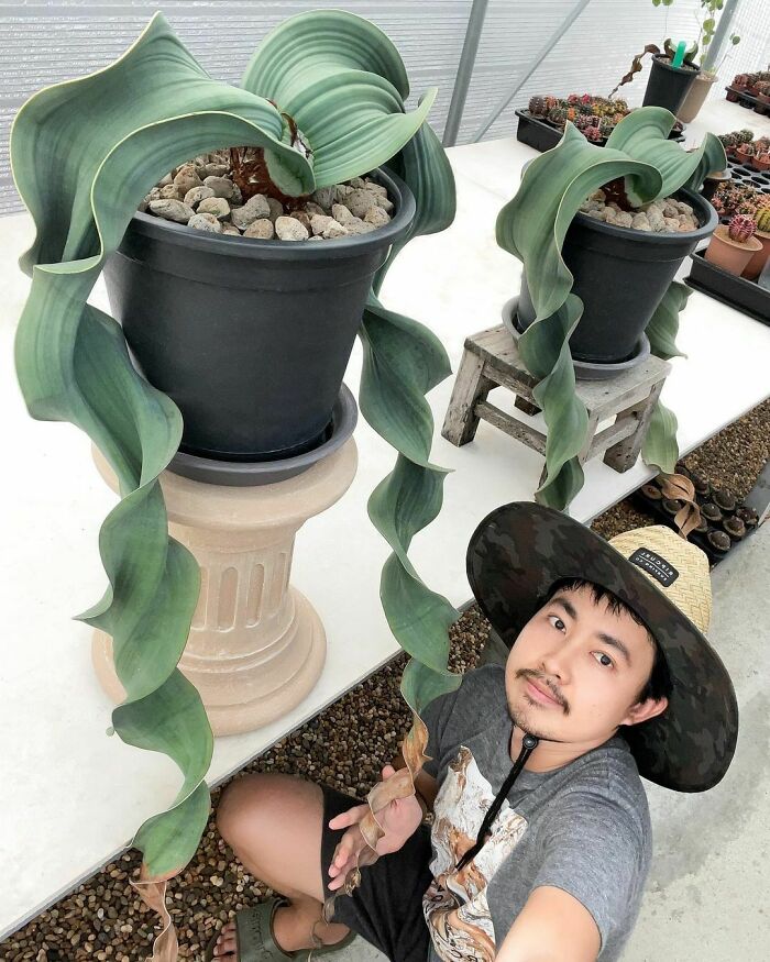 50 Astonishing Plants That Seem Straight Out Of Science Fiction 50 Astonishing Plants That Seem Straight Out Of Science Fiction