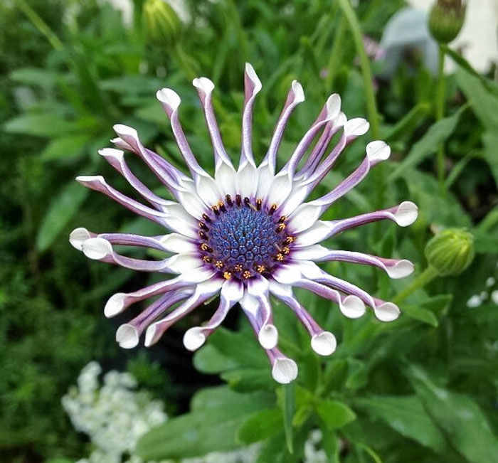 50 Astonishing Plants That Seem Straight Out Of Science Fiction 50 Astonishing Plants That Seem Straight Out Of Science Fiction