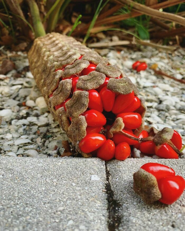 50 Astonishing Plants That Seem Straight Out Of Science Fiction 50 Astonishing Plants That Seem Straight Out Of Science Fiction