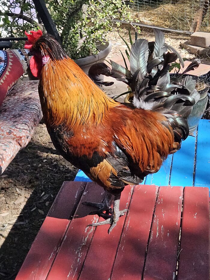 Hey Pandas, Post A Picture Of Your Exotic Pets (Closed) Hey Pandas, Post A Picture Of Your Exotic Pets (Closed)