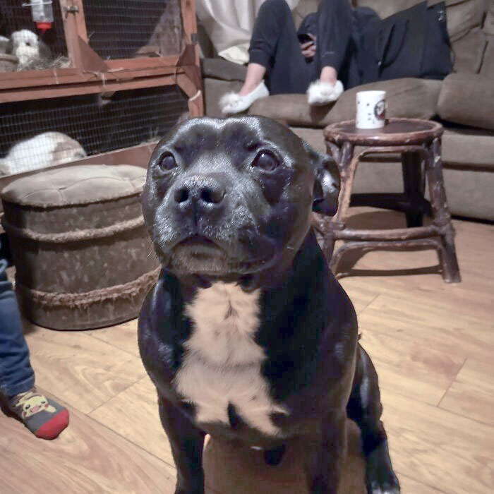 Fur Inception: 50 Animals With The Strangest Fur Patterns And Markings (New Pics) Fur Inception: 50 Animals With The Strangest Fur Patterns And Markings (New Pics)