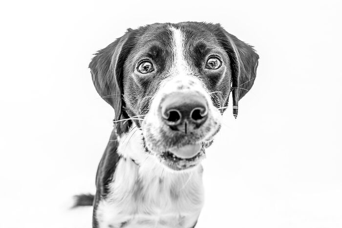 I Love To Photograph Dogs In Black And White, And Here Are My 18 Best Shots I Love To Photograph Dogs In Black And White, And Here Are My 18 Best Shots