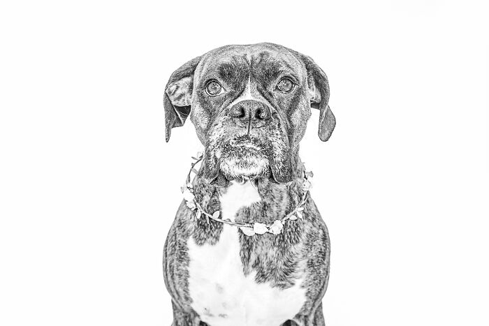 I Love To Photograph Dogs In Black And White, And Here Are My 18 Best Shots I Love To Photograph Dogs In Black And White, And Here Are My 18 Best Shots
