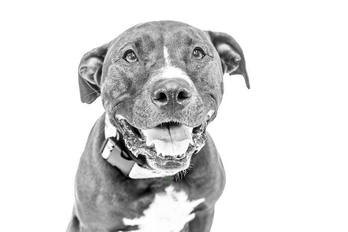 I Love To Photograph Dogs In Black And White, And Here Are My 18 Best Shots I Love To Photograph Dogs In Black And White, And Here Are My 18 Best Shots