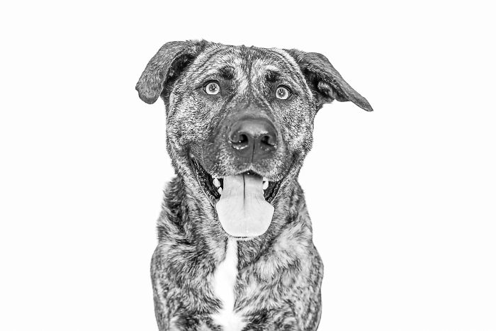 I Love To Photograph Dogs In Black And White, And Here Are My 18 Best Shots I Love To Photograph Dogs In Black And White, And Here Are My 18 Best Shots