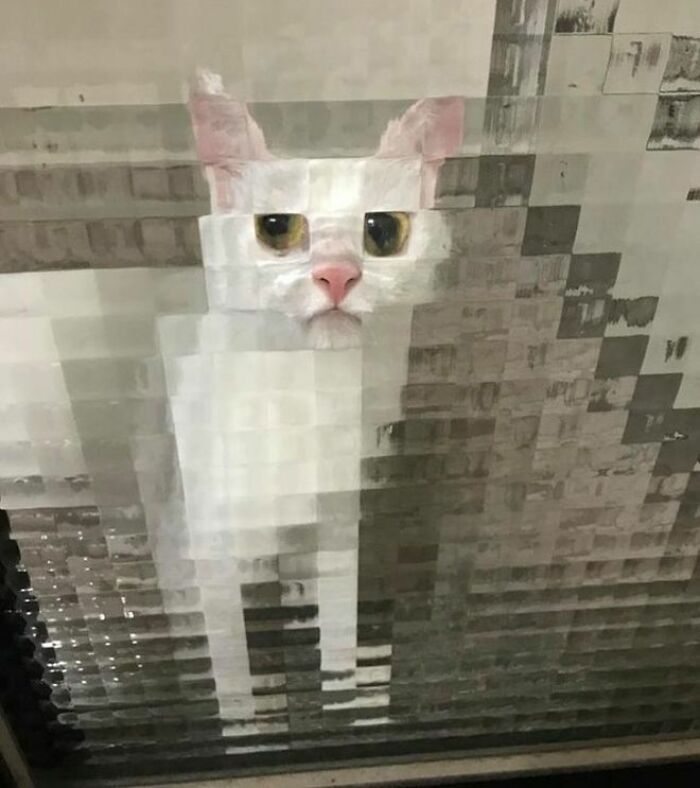 21 Funny Photos Of “Low-Resolution” Cats Behind Pixelated Glass Doors