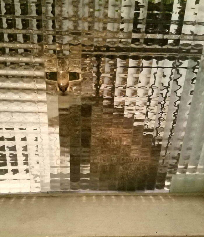 21 Funny Photos Of “Low-Resolution” Cats Behind Pixelated Glass Doors