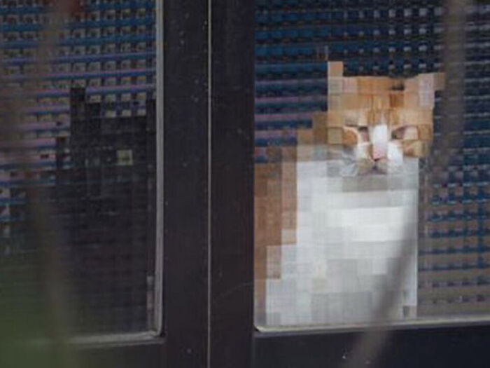 21 Funny Photos Of “Low-Resolution” Cats Behind Pixelated Glass Doors