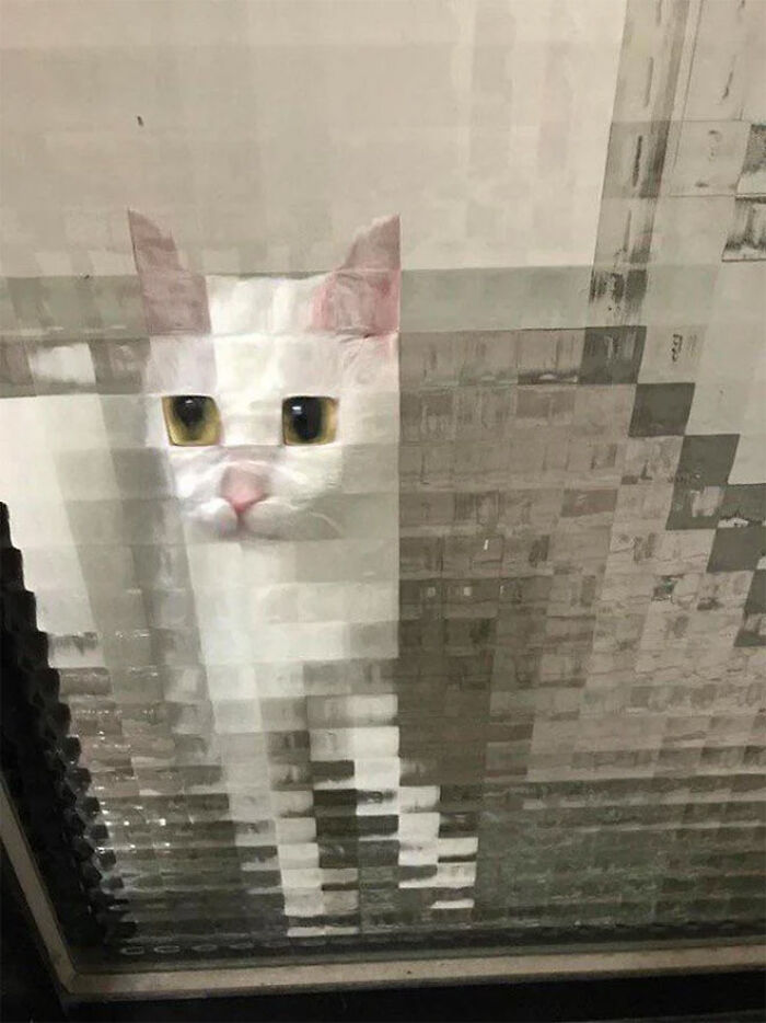 21 Funny Photos Of “Low-Resolution” Cats Behind Pixelated Glass Doors