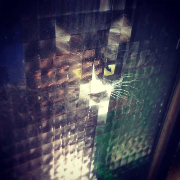 21 Funny Photos Of “Low-Resolution” Cats Behind Pixelated Glass Doors