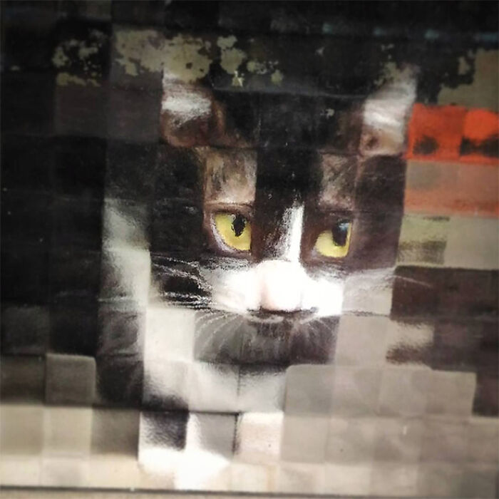 21 Funny Photos Of “Low-Resolution” Cats Behind Pixelated Glass Doors